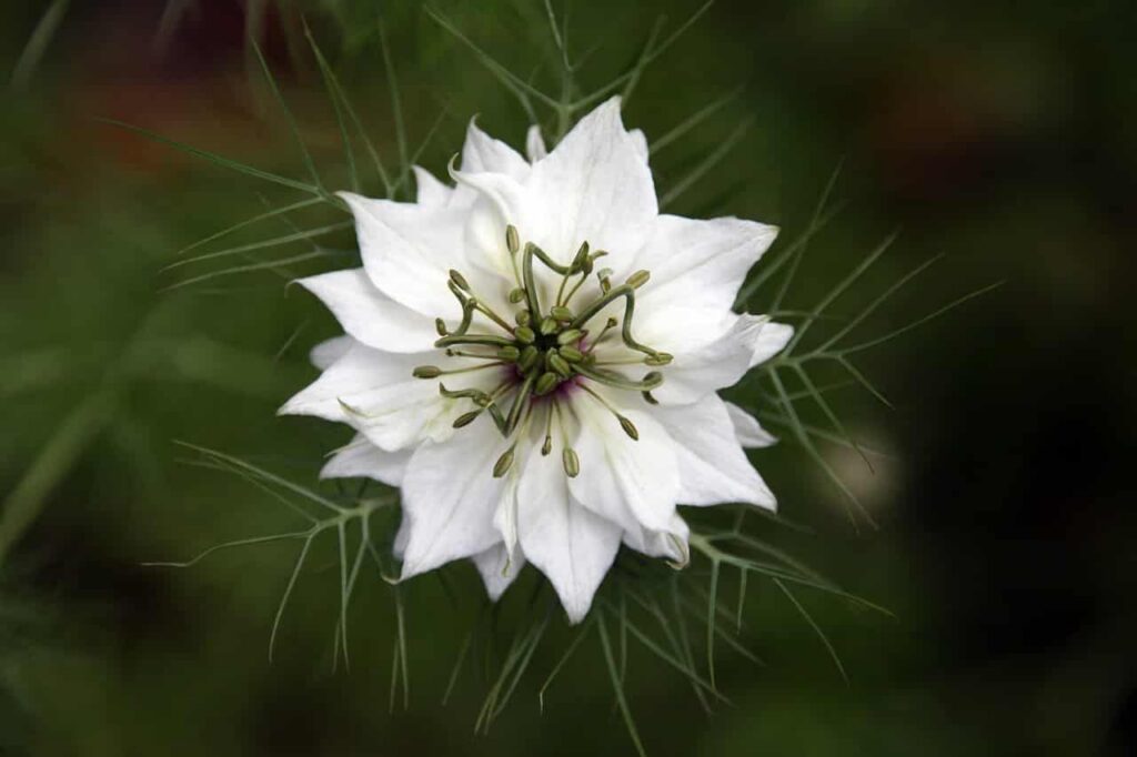 fennel flower