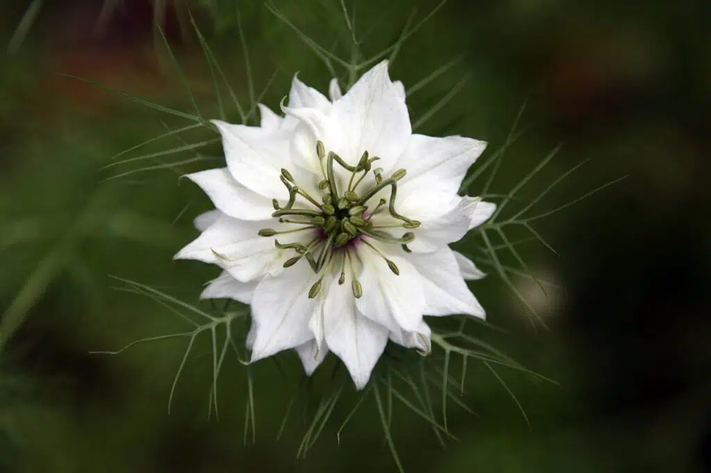 fennel flower, white, respect-658852.jpg